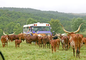 Cows and bus